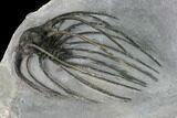 Rare, Spiny Heliopeltis Trilobite - Issoumour, Morocco #170721-3